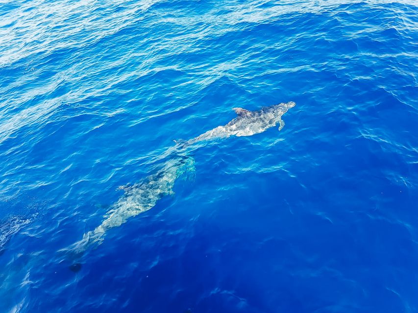 Gran Canaria: Catamaran Dolphin Watch Cruise with Snorkeling - The Taurito Swim Stop: Snorkeling Gear, Slide Fun, and Realistic Water Expectations