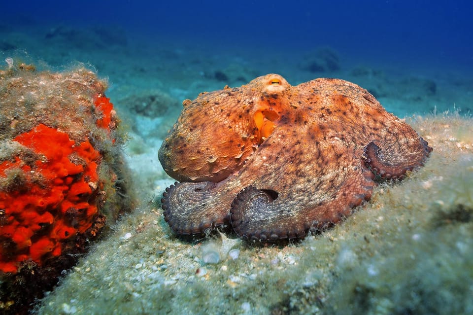 Gran Canaria: Discover Scuba Diving Beginner Program - FAQ