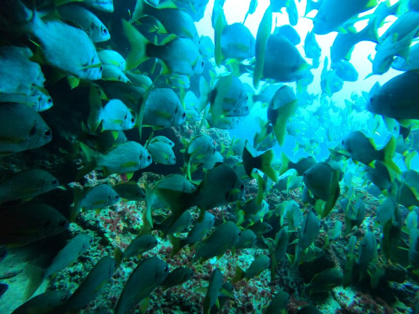 Gran Canaria: Discover Scuba Diving - Free Transfers - Who this is best for (and who should skip it)