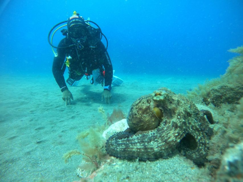 Gran Canaria: Discover Scuba Diving - Free Transfers - Choosing Amadores or Tufia: what the coast-to-reef switch means