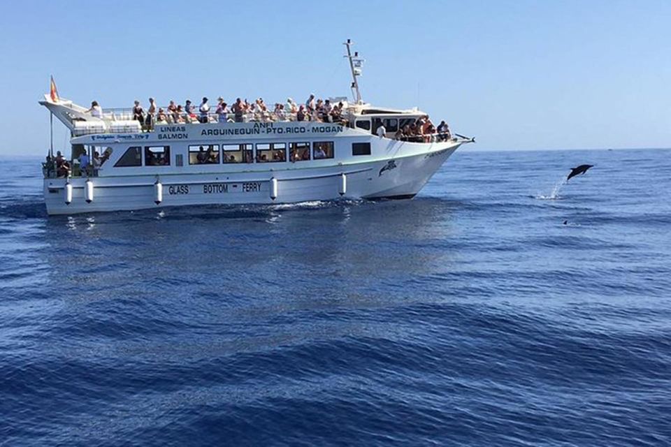 Gran Canaria: Dolphin and Whale Watching Cruise - Key Points Before You Go