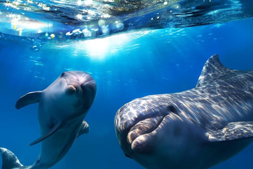 Gran Canaria: Dolphin and Whale Watching Cruise - What Makes This Dolphin and Whale Cruise Work Off Gran Canaria