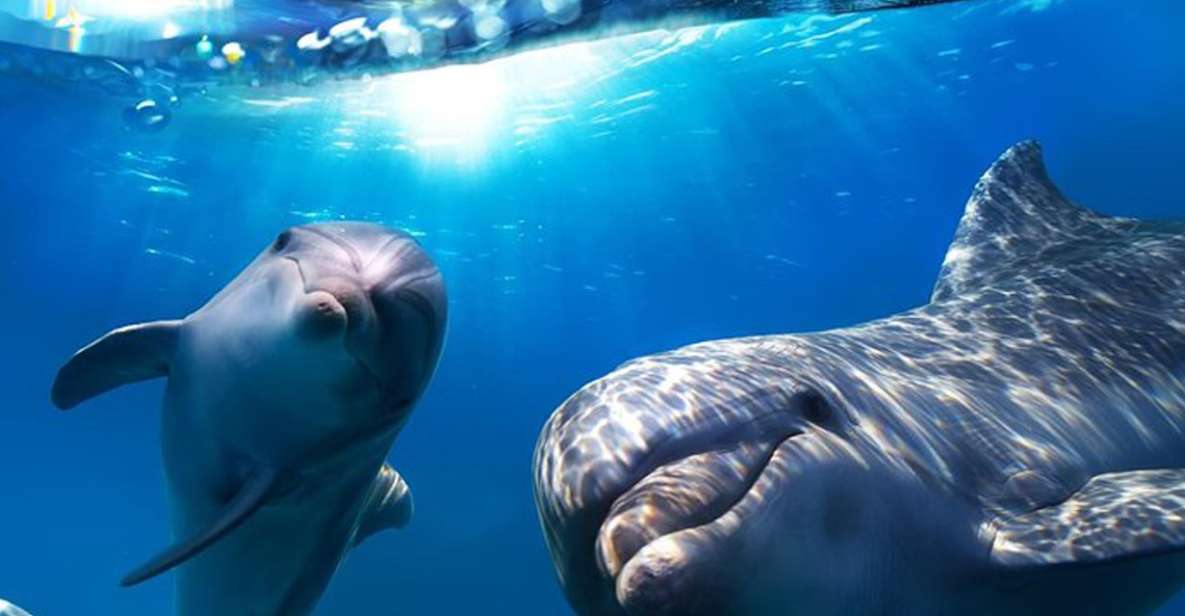 Gran Canaria: Dolphin and Whale Watching Cruise - Multiacuatic GC: What the Catamaran Details Mean for Your Comfort
