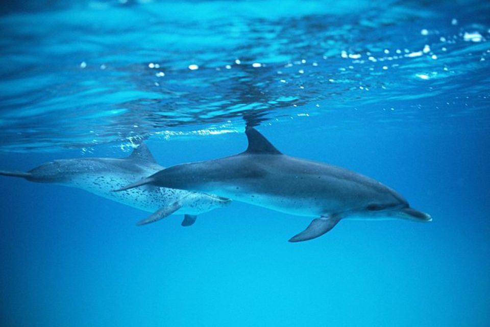 Gran Canaria: Dolphin and Whale Watching Cruise - The 2 Hours at Sea: How the Cruise Searches Faro Maspalomas to Veneguera