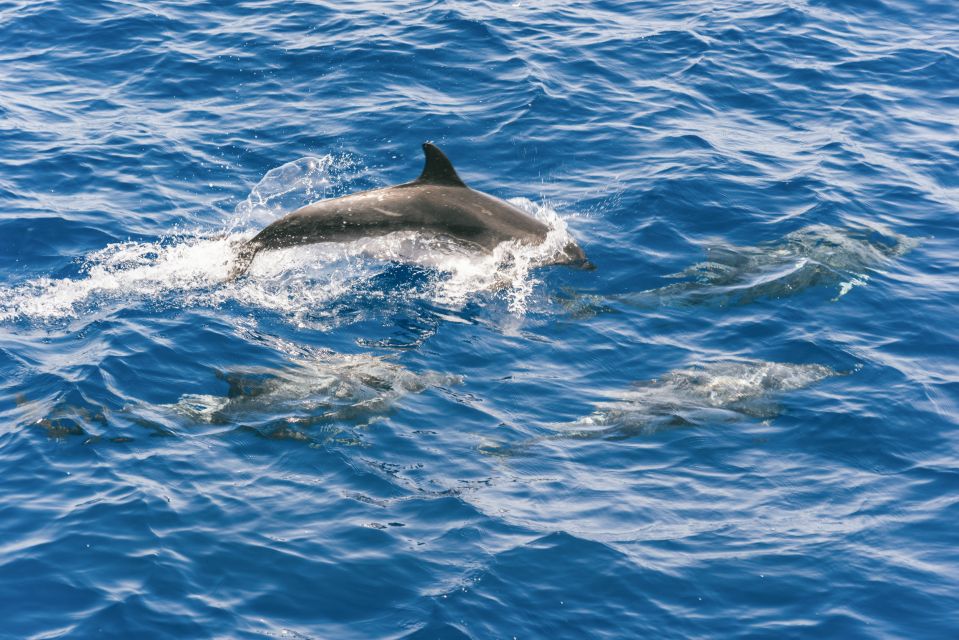 Gran Canaria: Dolphin and Whale Watching Cruise - Besides Dolphins and Whales: Other Wildlife You May Spot