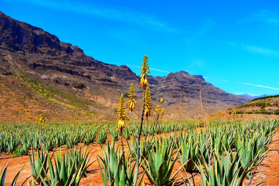 Gran Canaria Highlights Full-Day Tour by Bus - Arucas: A Quick Gothic Fix Plus Time to Walk