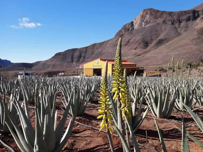 Gran Canaria: Island Highlights Tour with Optional Lunch - Caldera de Bandama: A Quick Hit of Volcanic Power