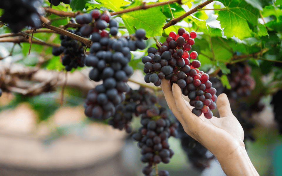 Gran Canaria: Rum, Wines and Banana Tour - Banana, Rum, Wines, and Coffee: The Shape of the 8-Hour Day