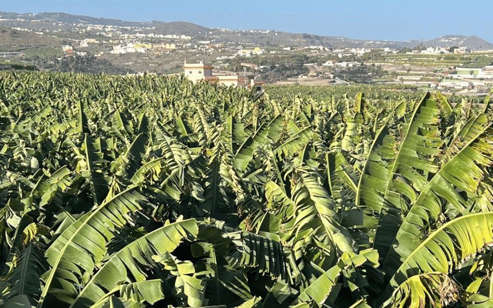 Gran Canaria: Rum, Wines and Banana Tour - Arucas Arehucas Rum Distillery: Sugarcane to Glass