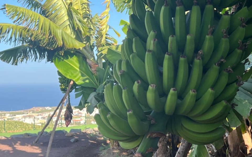 Gran Canaria: Rum, Wines and Banana Tour - Who This Tour Fits Best (and Who Should Skip It)