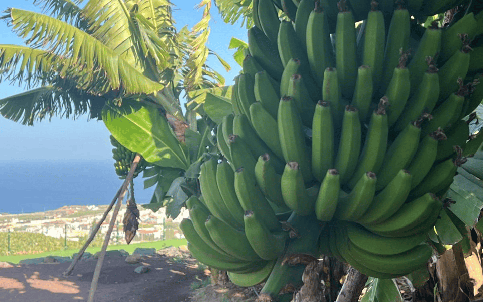 Gran Canaria: Rum, Wines and Banana Tour - The Banana Museum: Why Canarians Care About a Yellow Fruit