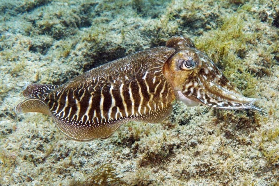 Gran Canaria: Scuba Diving for Beginners - Key things you’ll notice right away