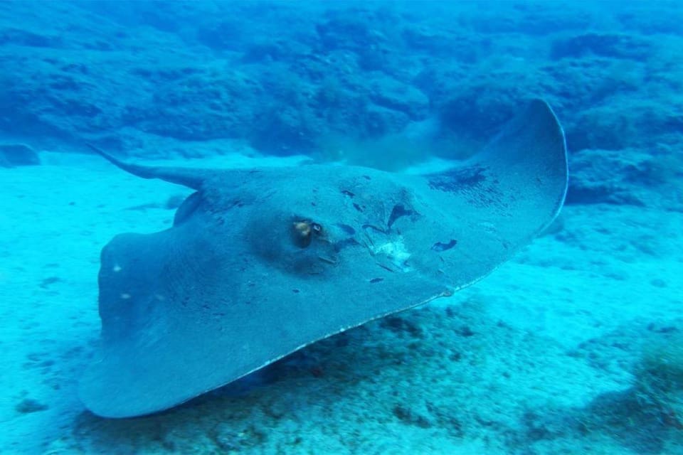 Gran Canaria: Scuba Diving for Beginners - Small group size and instructor attention (what 8 people buys you)