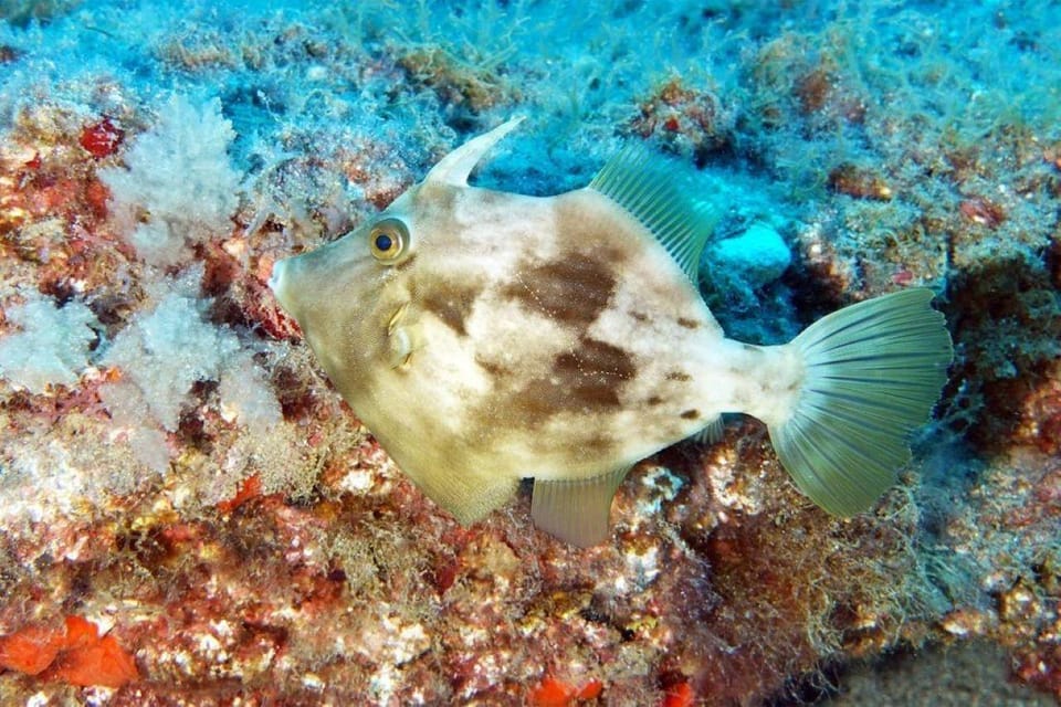 Gran Canaria: Snorkeling Trip - Should you book this Blue Water snorkel trip?