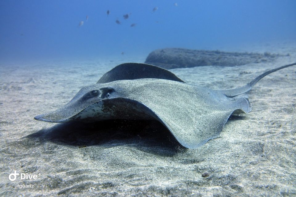 Gran Canaria: Try Scuba Diving for Beginners - What You’ll See Underwater (And What to Watch For)