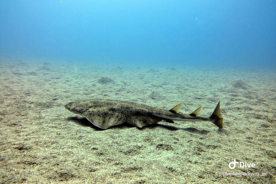Gran Canaria: Try Scuba Diving for Beginners - Gear, Photos, and the One Extra Cost to Know
