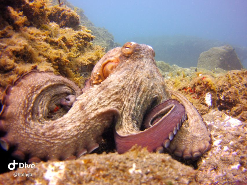 Gran Canaria: Try Scuba Diving for Beginners - Flying After: The 12-Hour and 18-Hour Rule