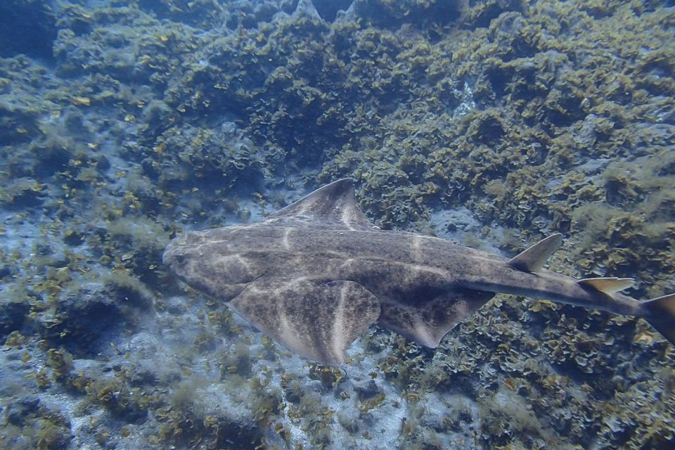 Gran Canaria:Live an Adventure and Learn to Dive with Expert - Key highlights worth your time
