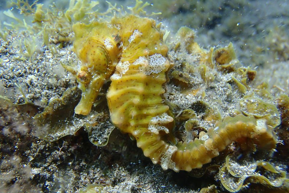 Gran Canaria:Live an Adventure and Learn to Dive with Expert - Languages, Group Pace, and Transfer Practicalities