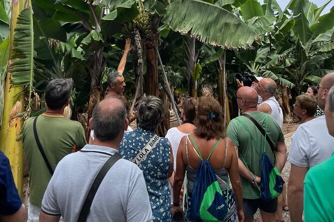 Guided tour of the Banana World - Key highlights