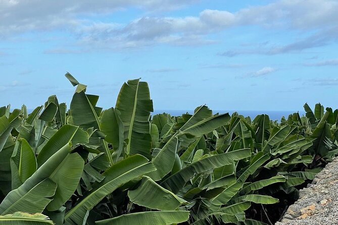 Guided tour of the Banana World - Tastings and banana products: wines, montaditos, and the shop loop
