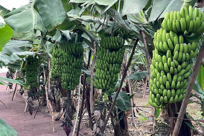 Guided tour of the Banana World - Who should book Banana World (and who might want to skip it)