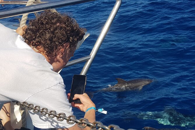 Half-Day Cruise Tour-Dolphin and Whale Watching - From Puerto Rico Marina to Open Water in Half a Day