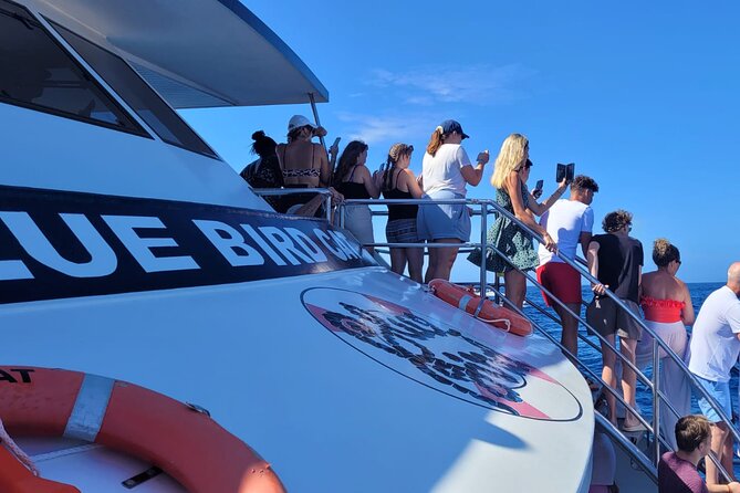 Half-Day Cruise Tour-Dolphin and Whale Watching - The Catamaran Search: What You’re Really Paying For