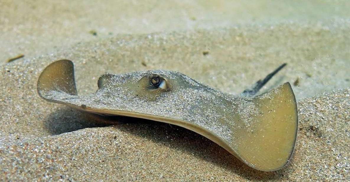 Las Canteras Scuba Diving - Key points worth knowing