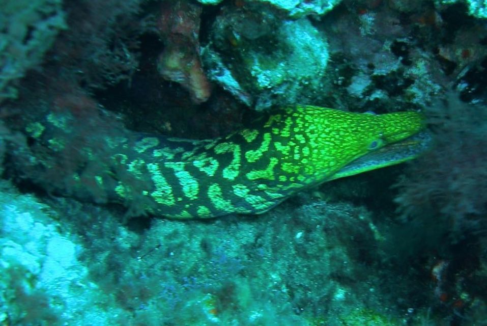 Las Canteras Scuba Diving - Scuba Training Off Las Canteras: A Great First-Timer Setting