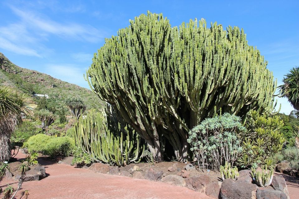 Las Palmas, Botanical Gardens and Bandama Volcano Tour - Las Canteras Beach and the Alfredo Kraus area: the best kind of free time