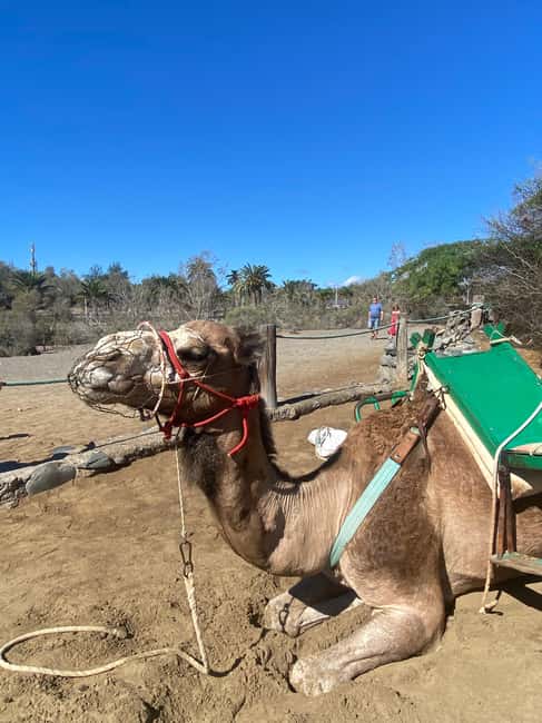 Maspalomas: Guided Camel Ride in the Maspalomas Sand Dunes - What You Learn From Saharawi Guides (And Why It Matters)