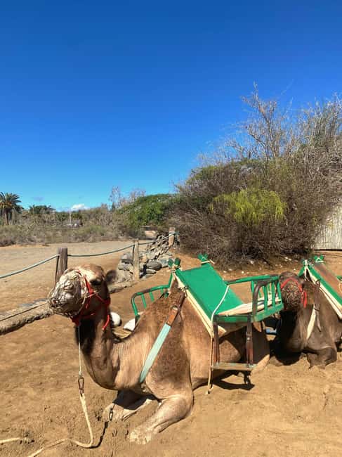 Maspalomas: Guided Camel Ride in the Maspalomas Sand Dunes - Photos, Feeding Camels, and Little Extras