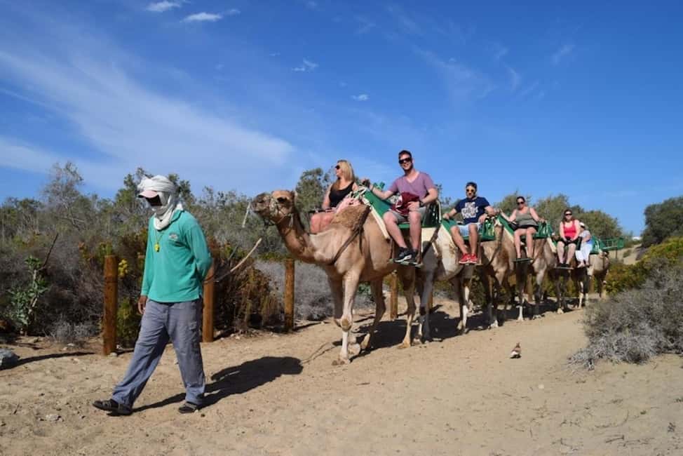 Maspalomas: Guided Camel Ride in the Maspalomas Sand Dunes - Price and Value: Is $21 Worth It?