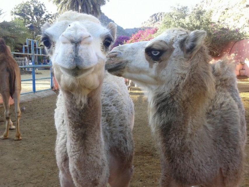 Maspalomas: Guided Camel Ride in the Maspalomas Sand Dunes - Before You Ride: Check-In, Waiting, and Mounting Safely