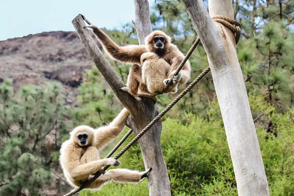 Maspalomas: Palmitos Park Ticket with Dolphin and Bird Shows - Palmitos Park in Maspalomas: what your one-day ticket really includes