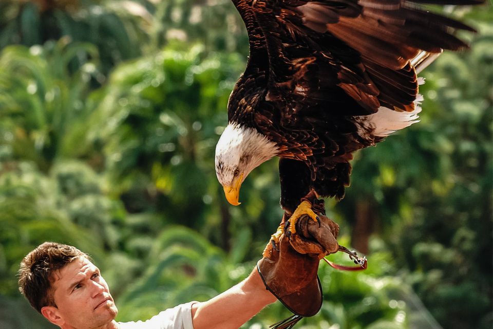 Maspalomas: Palmitos Park Ticket with Dolphin and Bird Shows - Birds of prey and exotic bird shows: the high-wire parts