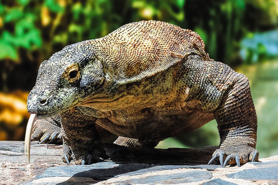 Maspalomas: Palmitos Park Ticket with Dolphin and Bird Shows - Animals beyond the shows: reptiles, primates, and the Caiman Lake