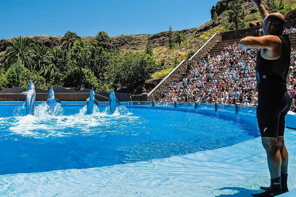 Maspalomas: Palmitos Park Ticket with Dolphin and Bird Shows - Getting there from Maspalomas: plan transport before you plan shows