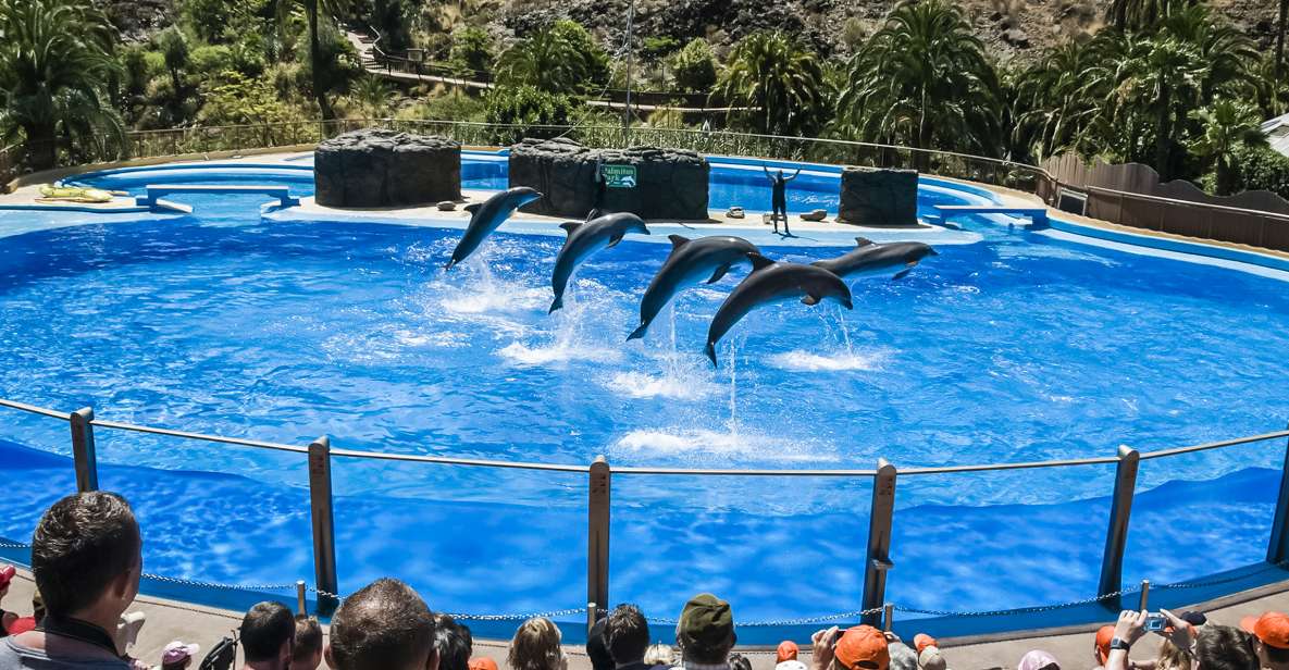 Maspalomas: Palmitos Park Ticket with Dolphin and Bird Shows - Dolphin show at the new dolphinarium: the main event