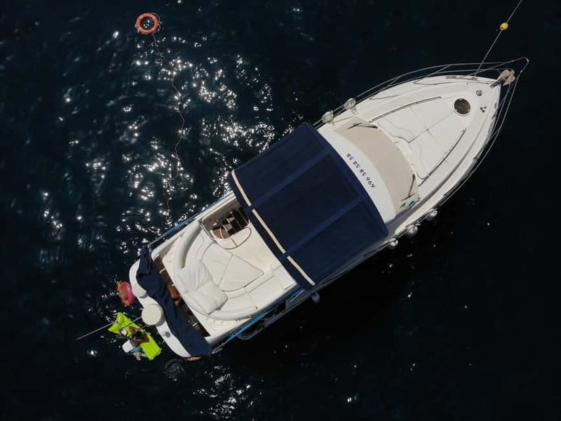 Mogan: Dolphin Watching Boat Trip with Swim Stop - Timing and expectations: how to think about dolphins and weather