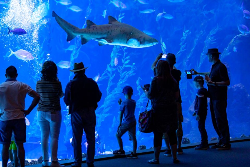 Poema del Mar Skip-the-Line Ticket - The world’s largest curved window: the “stand and stare” tank