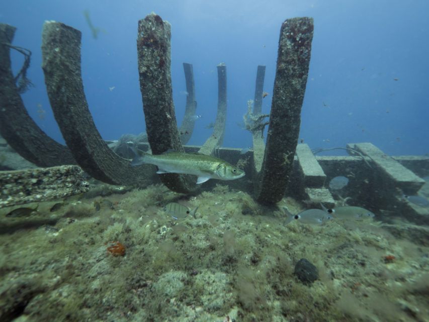 Puerto de Mogán: Submarine Tour - Price and value: why $45 can be a good deal