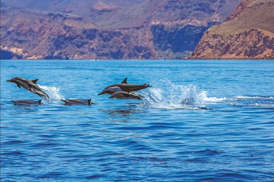 Puerto Rico : 2 hour Dolphin Catamaran Excursion - Who Should Book This, and Who Might Want to Skip