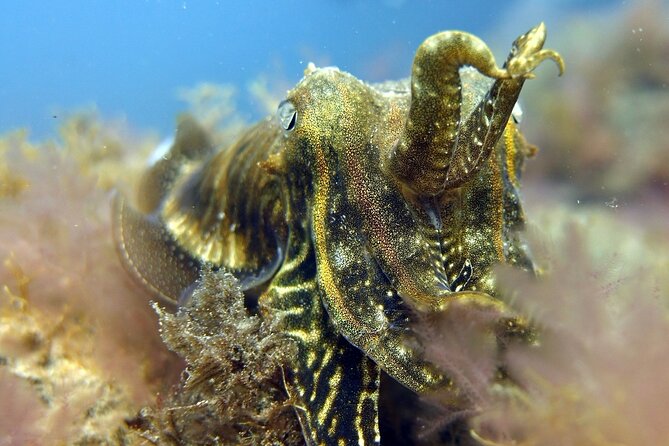 Scuba Diving Experience for Beginners in Gran Canaria - What you can realistically see: fish, rays, and surprise moments
