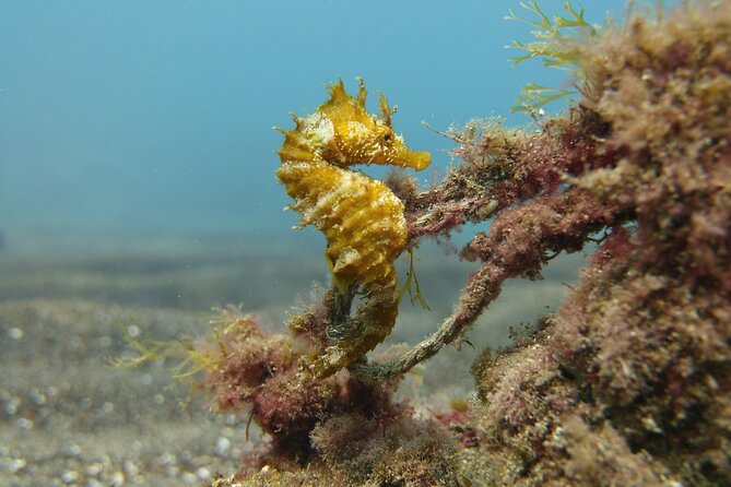Scuba Diving Experience for Beginners in Gran Canaria - Weather, timing, and what happens if conditions aren’t good