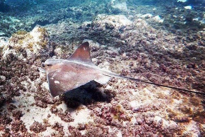 Snorkeling in Gran Canaria with Hotel Pick-up - Morning Snorkeling With Hotel Pickup: Why the logistics feel easy