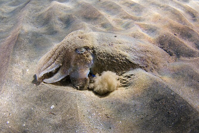Snorkeling in Gran Canaria with Hotel Pick-up - Price and value: is $66.37 per person fair?