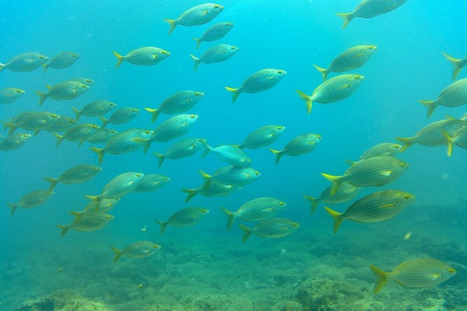Snorkeling in Gran Canaria with Hotel Pick-up - Who this snorkel trip fits best (and who might want a different plan)