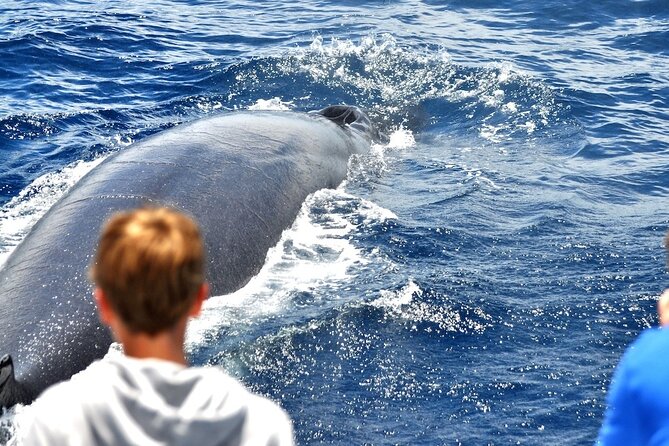 Spirit of the Sea: Cetacean sighting in Gran Canaria - Setting Sail in Puerto Rico: Where to Start and What to Bring